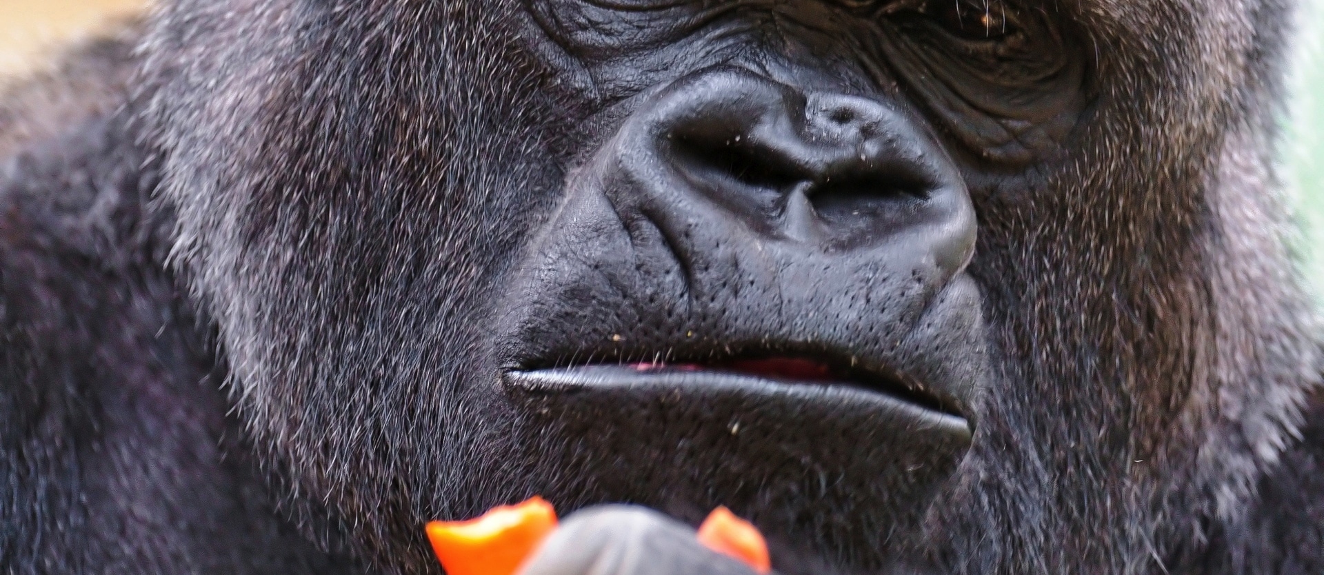 gorilla holding a piece of fruit