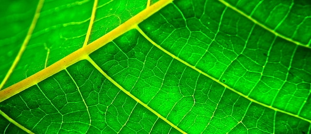 close-up of a green leaf