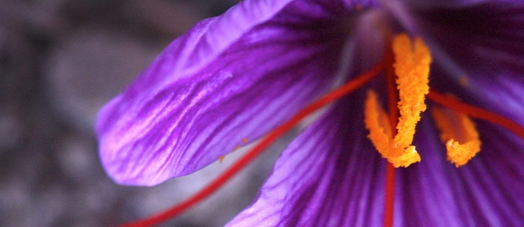 close-up of a saffron flower