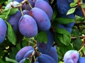 prune plant