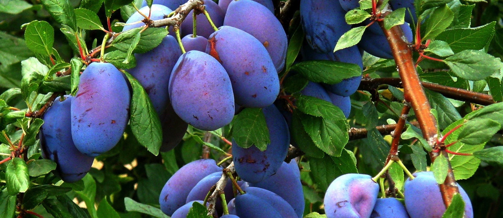 prune plant
