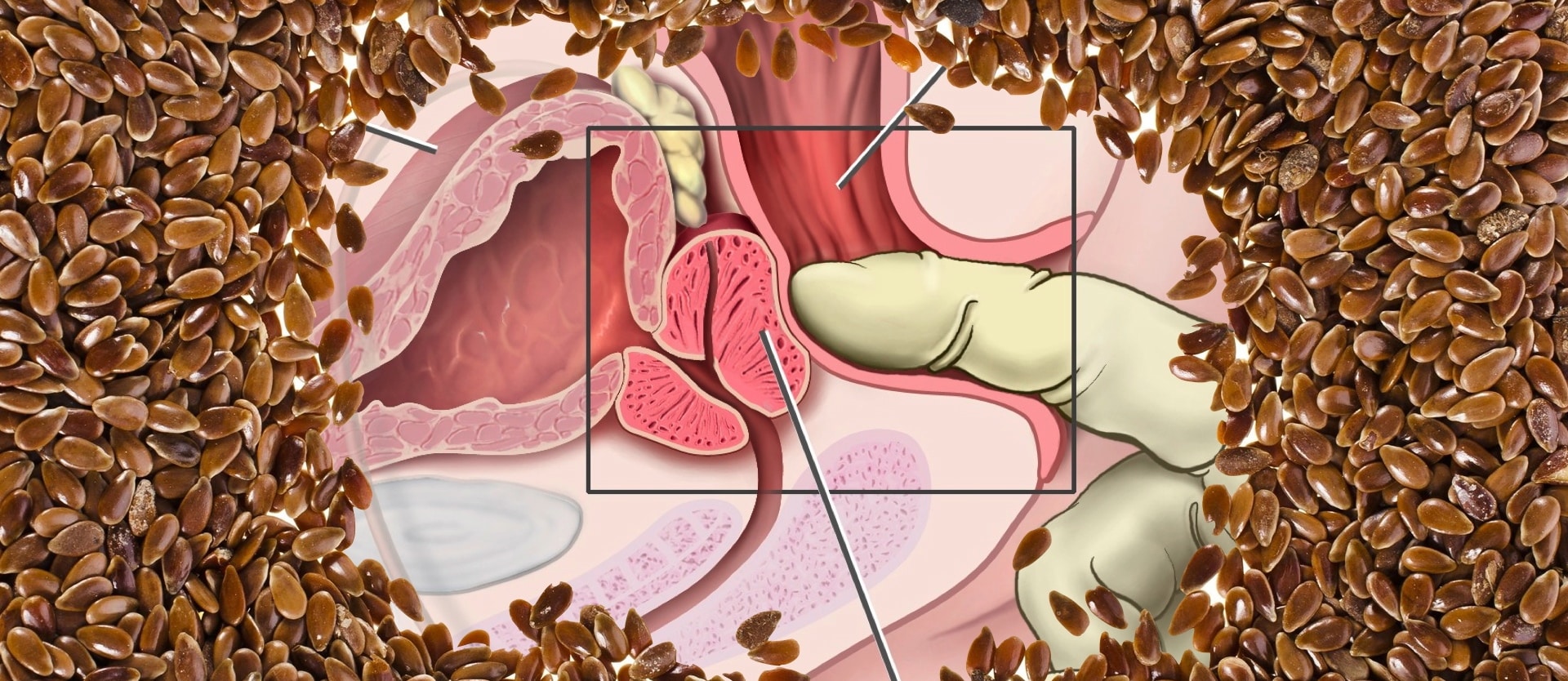 diagram of the prostate with a border of flaxseeds