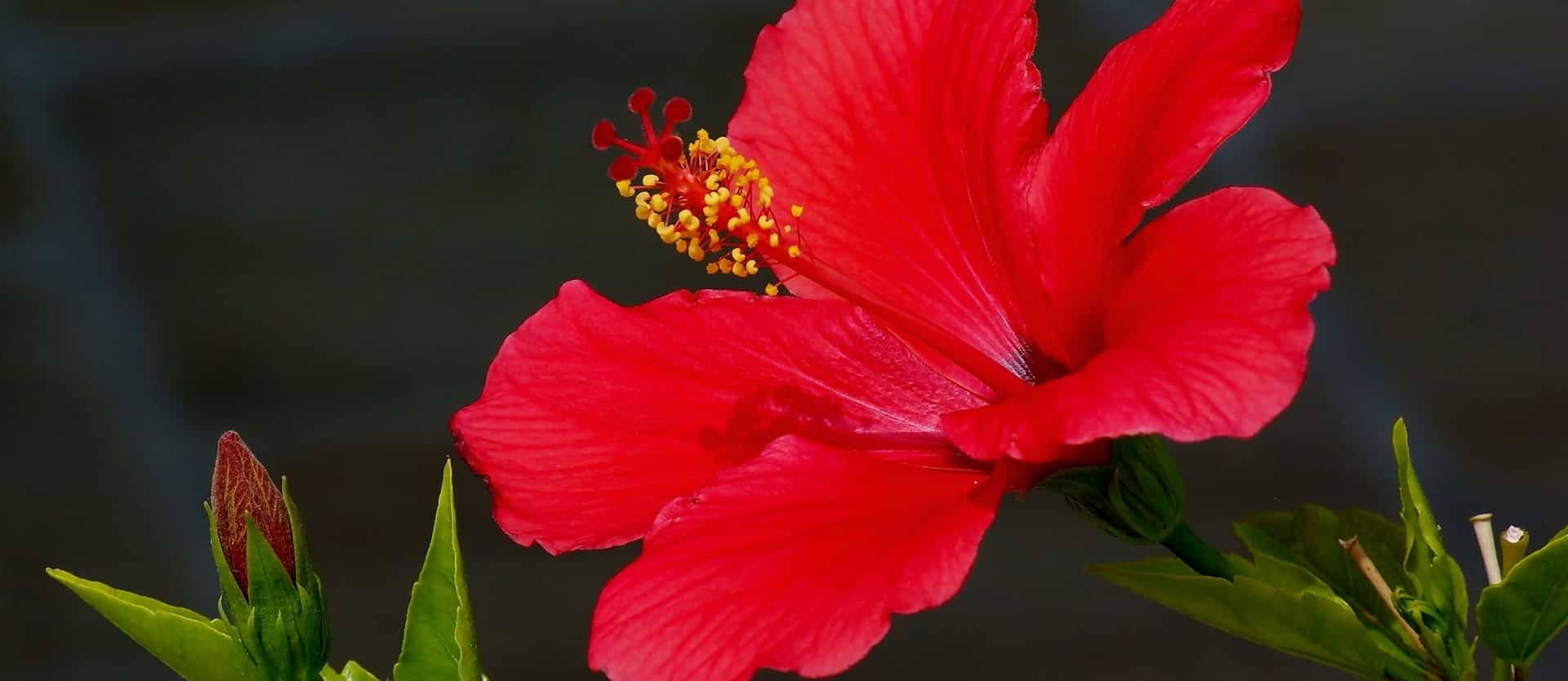red hibiscus flower