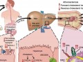 diagram showing how consumption of carnitine affects the body