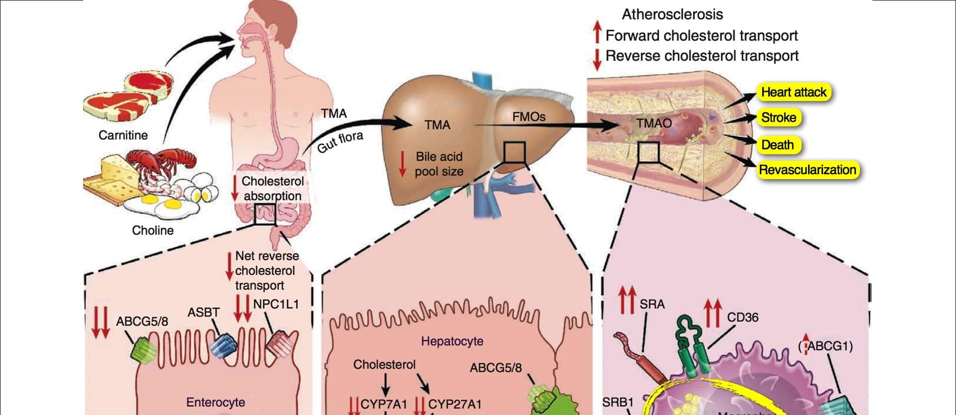 diagram showing how consumption of carnitine affects the body