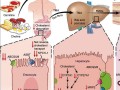 diagram showing how consumption of carnitine affects the body