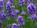 close-up of a lavender plant