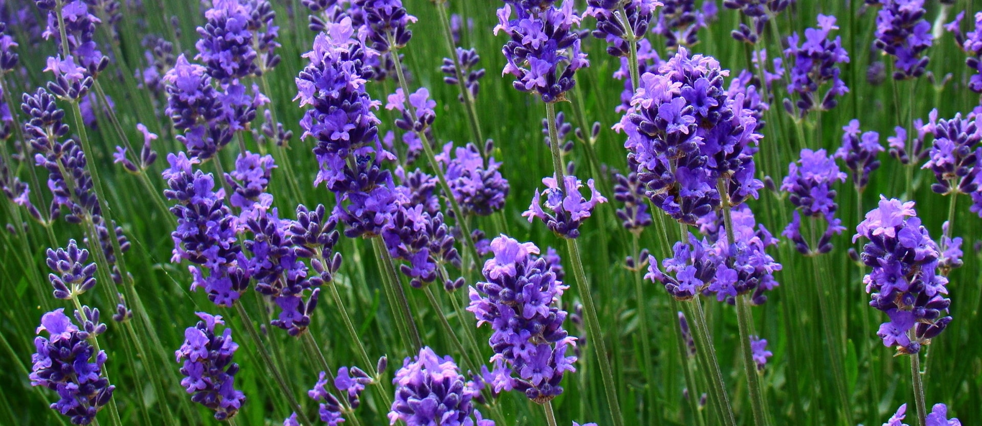 close-up of a lavender plant