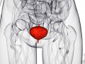 anatomical illustration highlighting the bladder