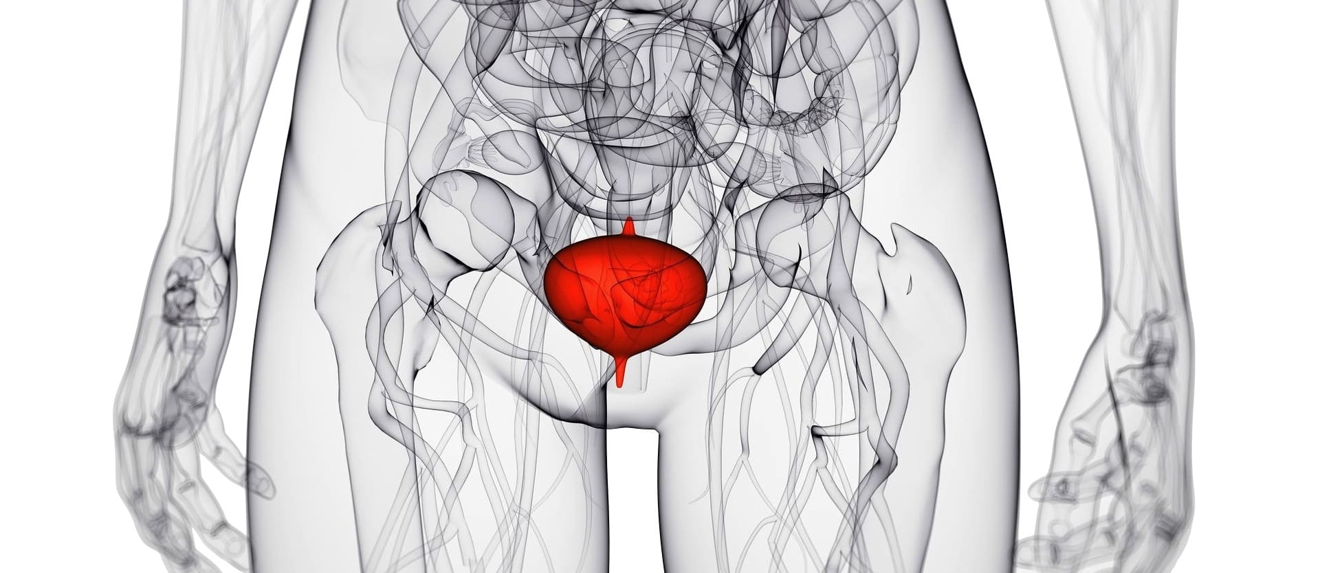 anatomical illustration highlighting the bladder