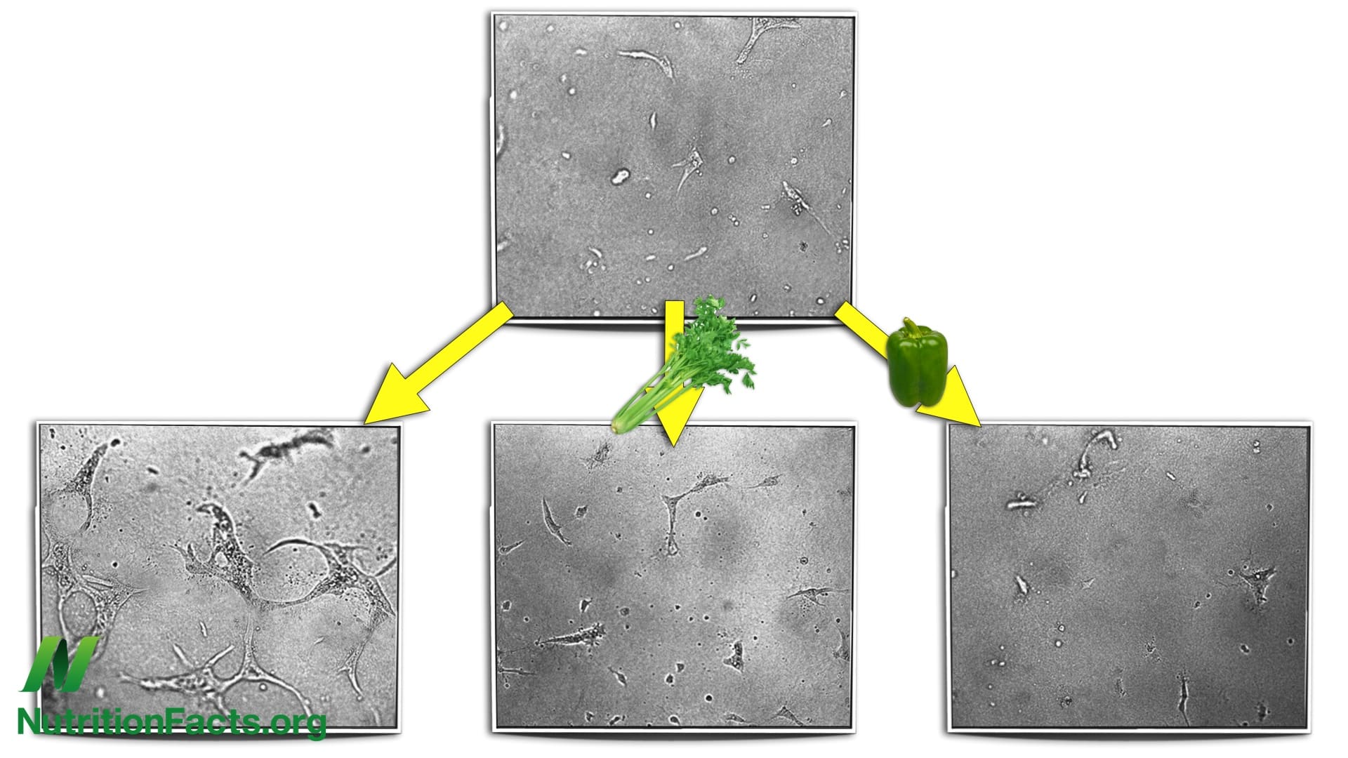 illustration of blocks showing the effects of celery and bell peppers