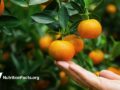 hand reaching for an orange on a tree