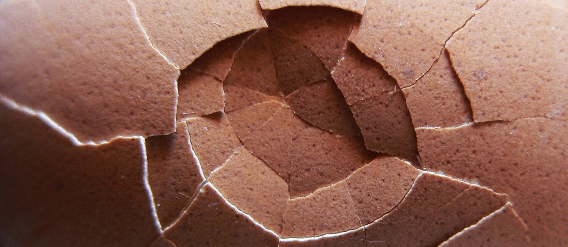 close up of a cracked egg shell