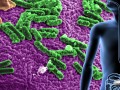 image of gut bacteria