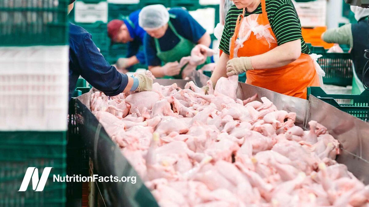 chicken processing plant