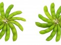 BRCA Breast Cancer Genes and Soy