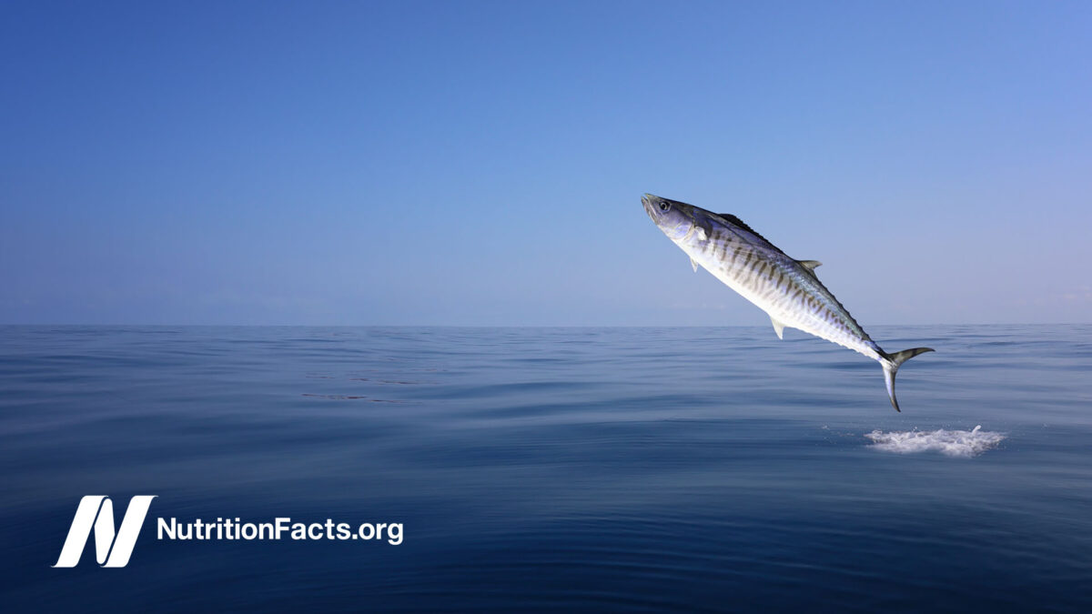 fish jumping out of water