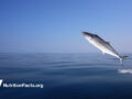 fish jumping out of water