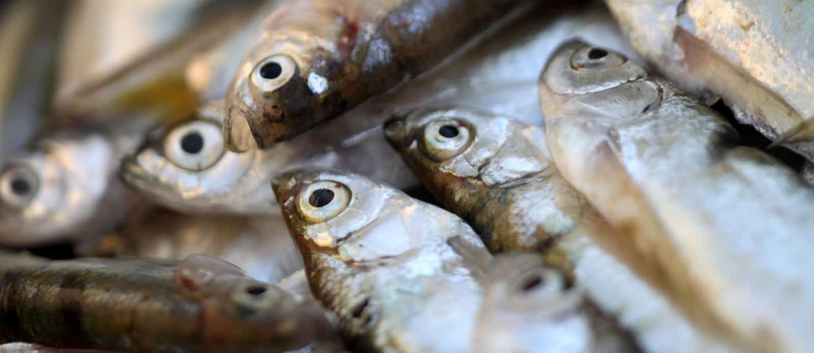 Fish Consumption Associated With Brain Shrinkage