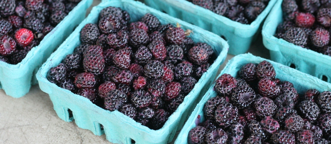 Black Raspberries May Help Prevent Cancer