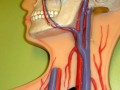 Vitamin B12 Necessary for Arterial Health
