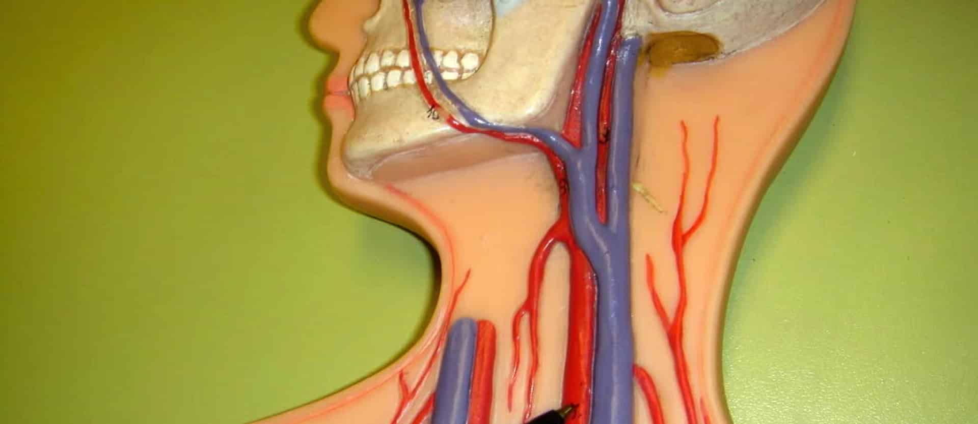Vitamin B12 Necessary for Arterial Health