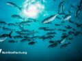 school of fish