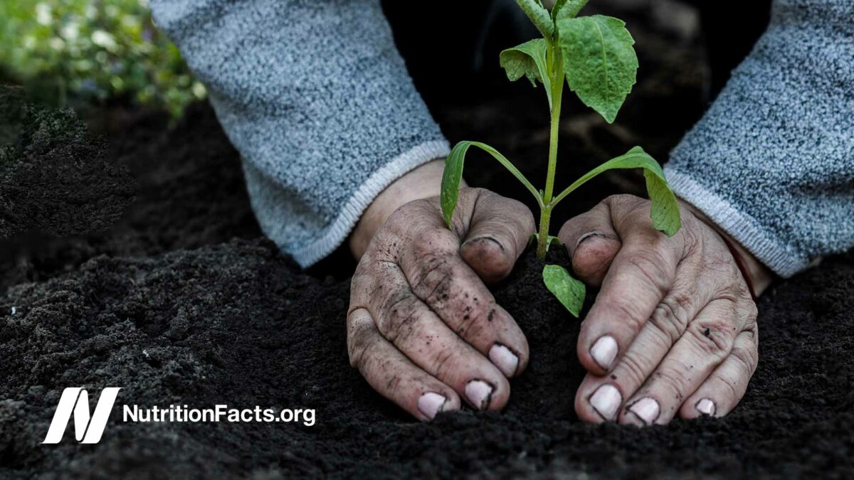 gardener planting a plant