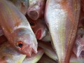 Fish and Diabetes