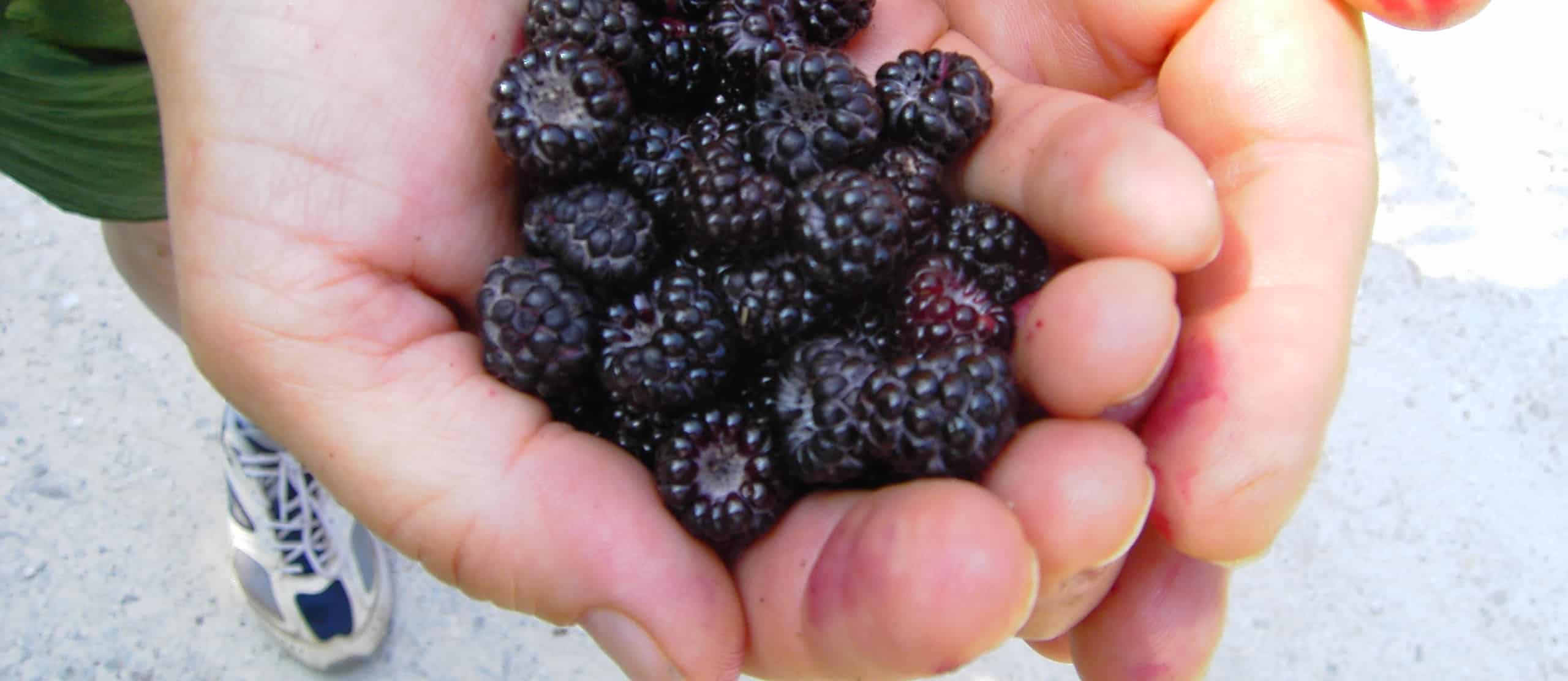person holding a handful of blackberries