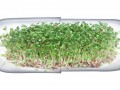 Broccoli: Sprouts vs. Supplements