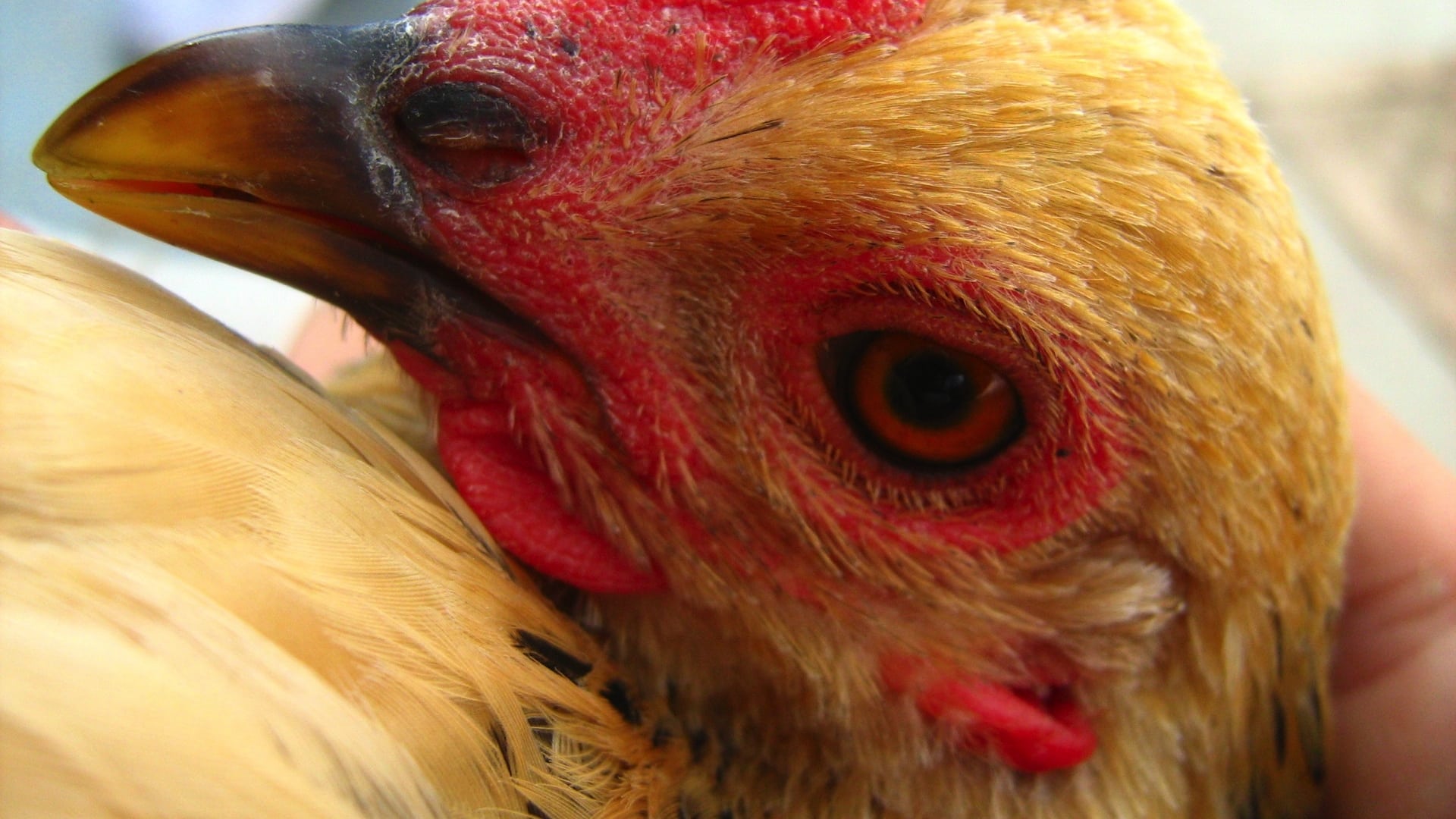 Illegal Drugs in Chicken Feathers