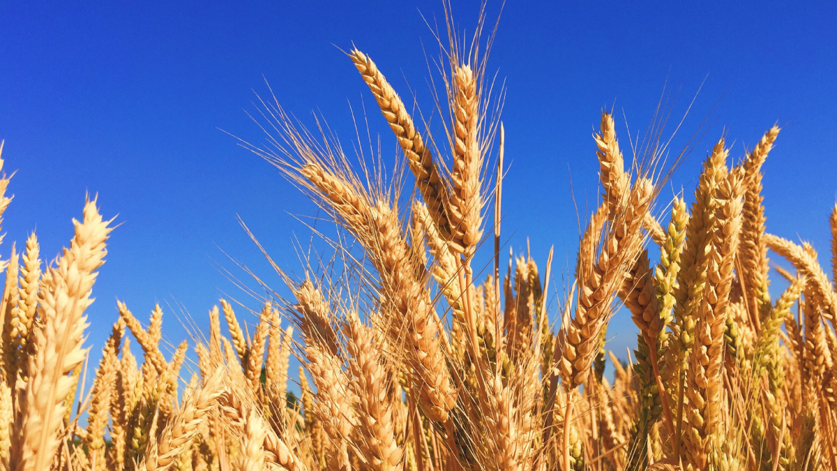 Gluten-Free Diets- Separating the Wheat from the Chat