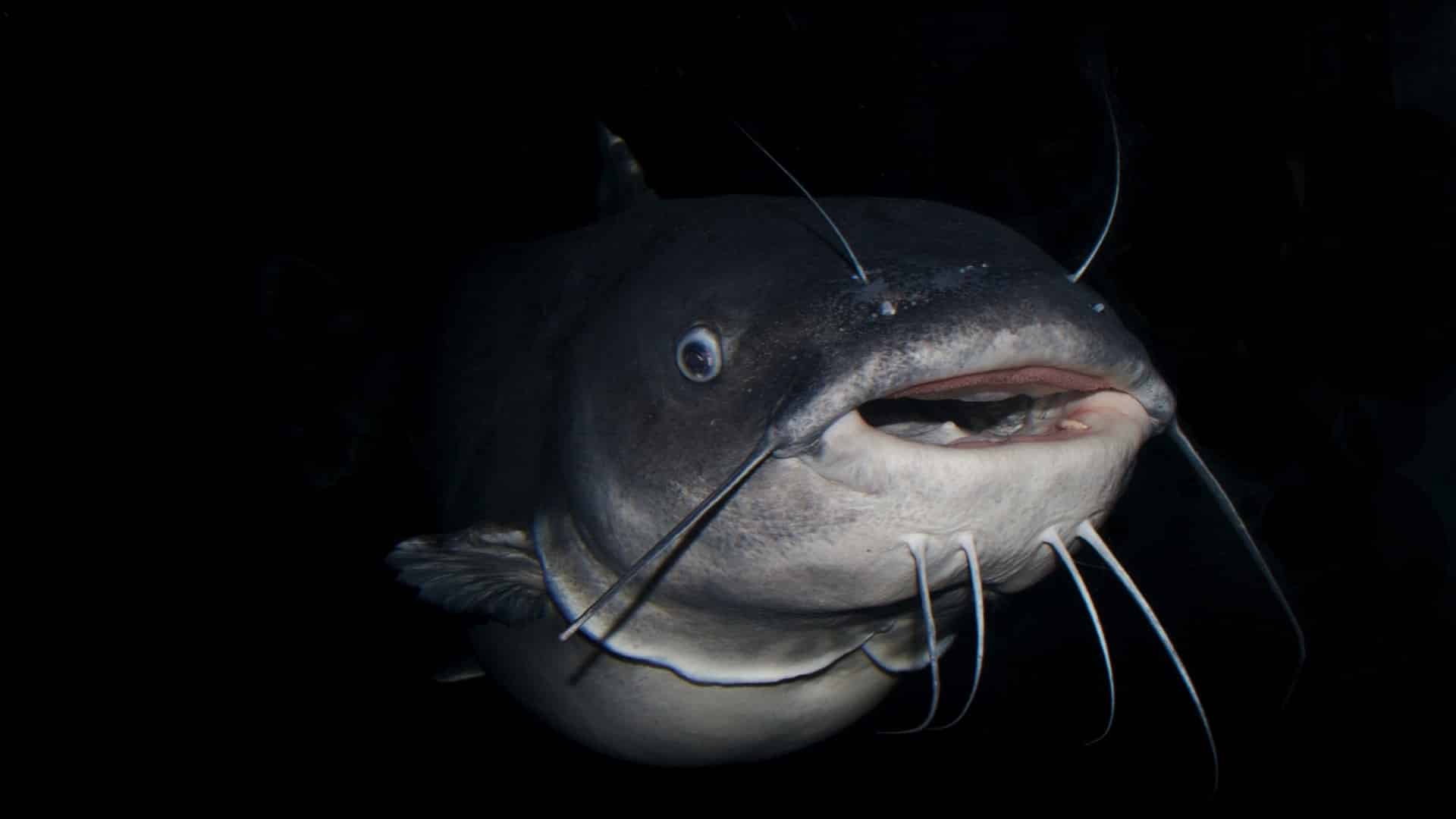 Dioxins in U.S. Farm-Raised Catfish