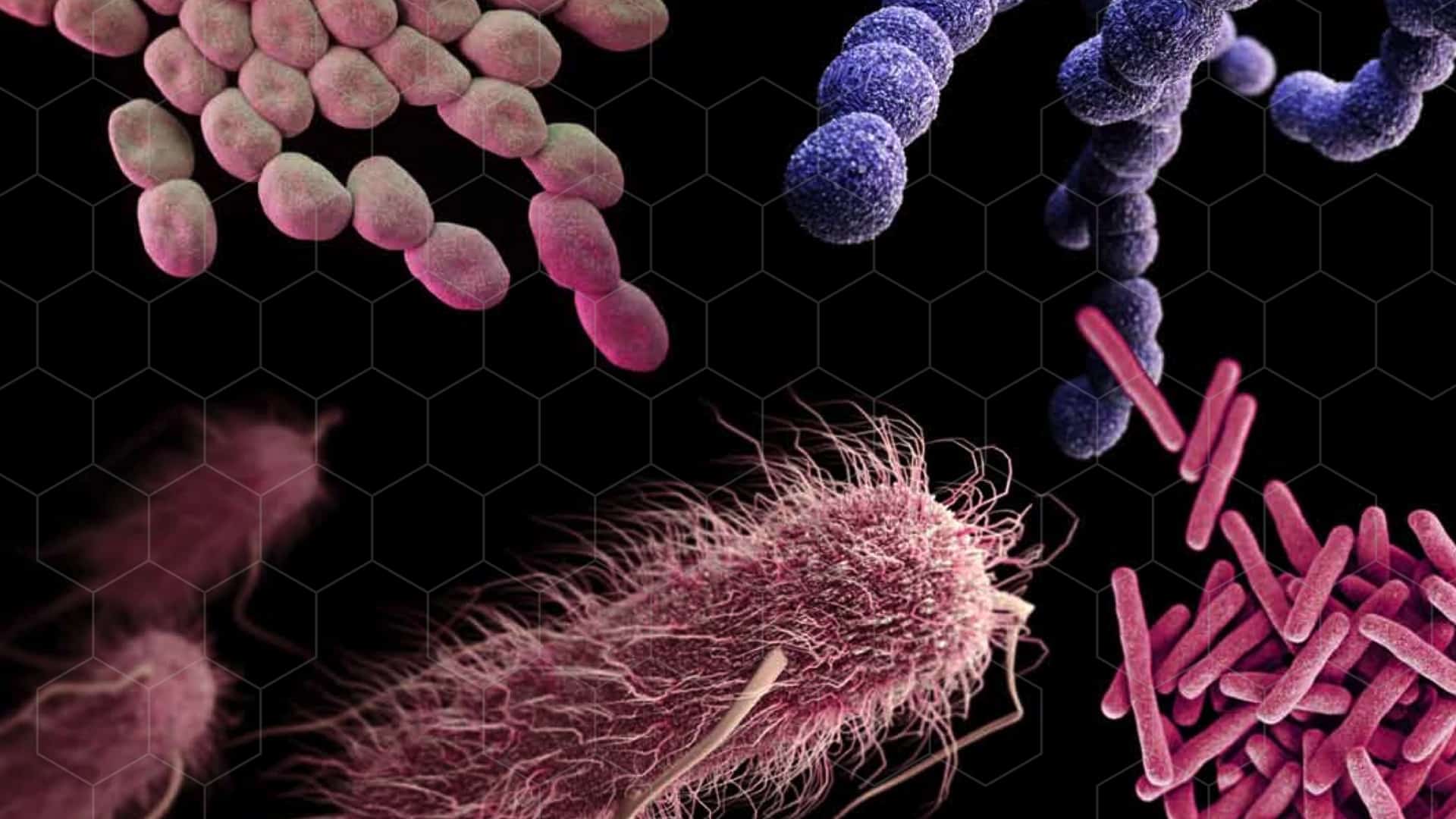 MRSA Superbugs in Meat