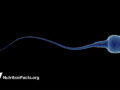 illustration of a sperm on black background