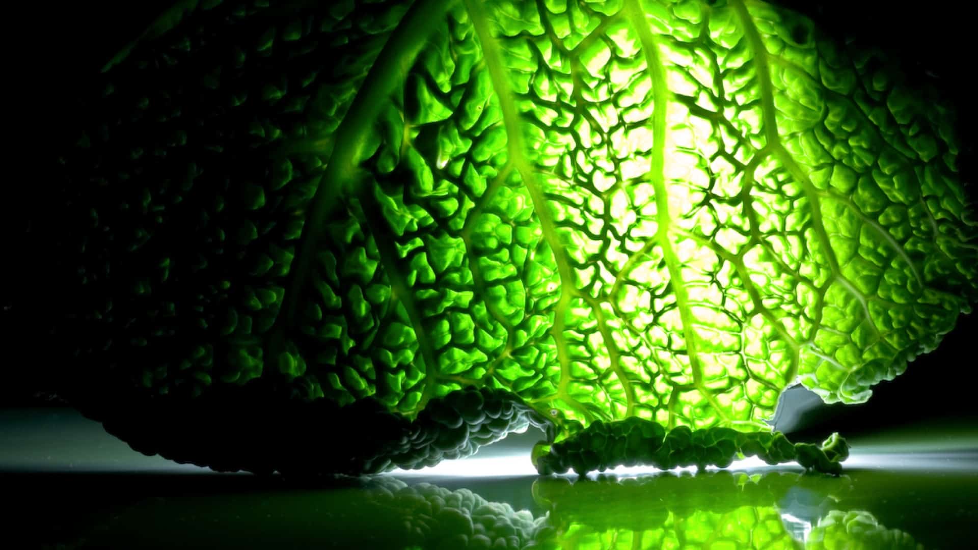 Preventing Alzheimer’s Disease With Plants