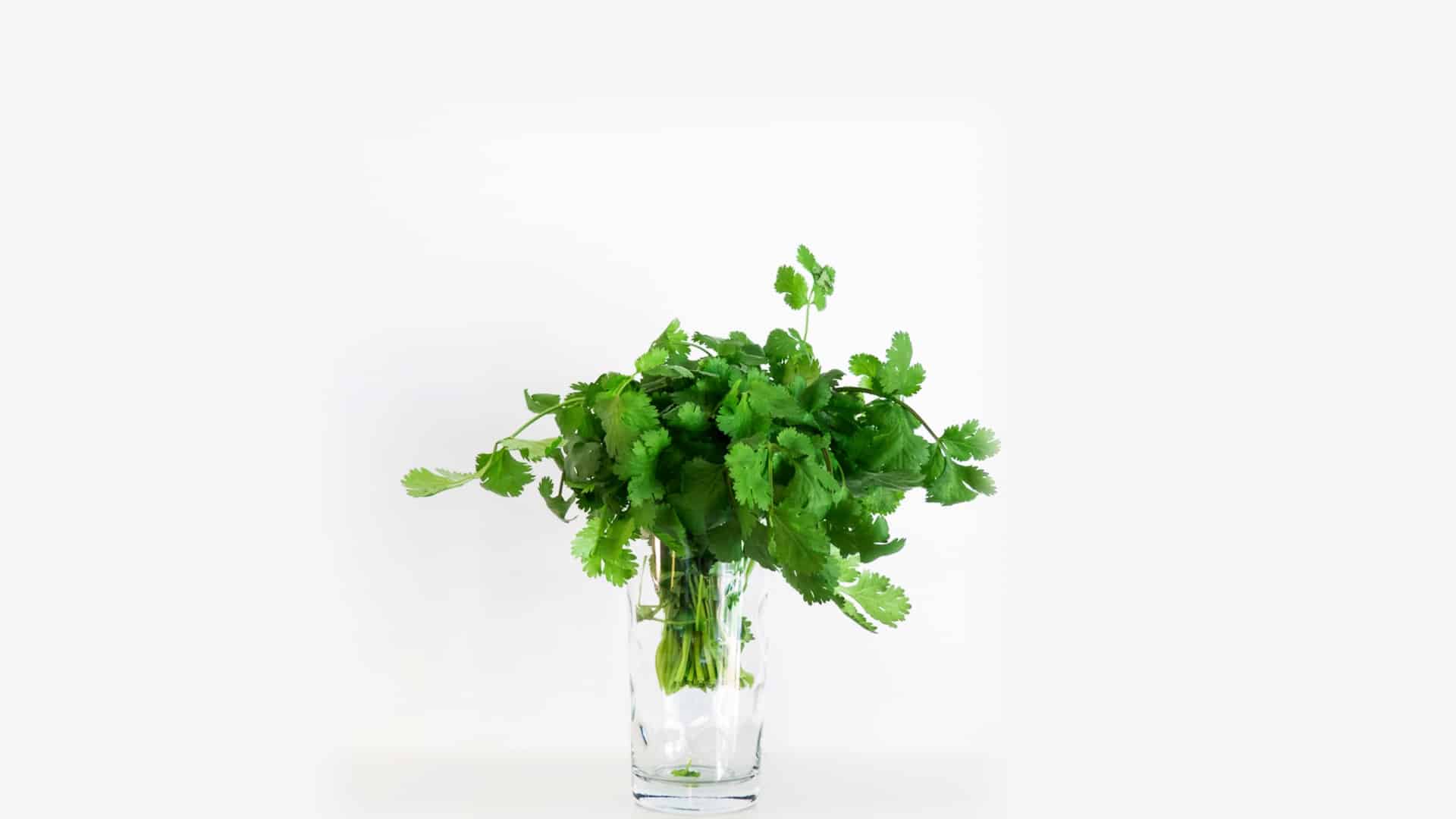 The Cilantro Gene