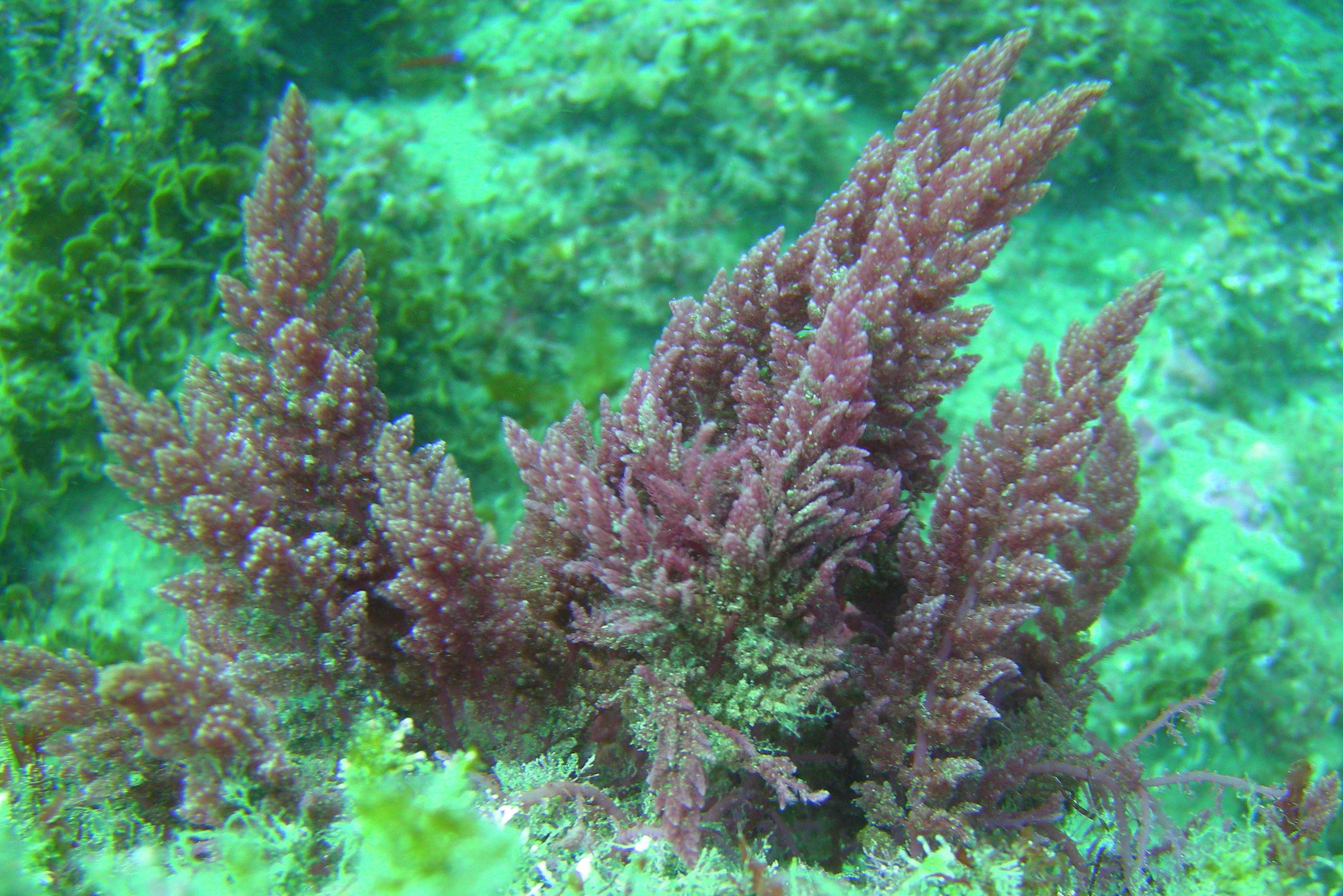 Do algae omega-3 supplements contain beta-N-methylamino-L-alanine (BMAA) that has been found in blue-green algae?