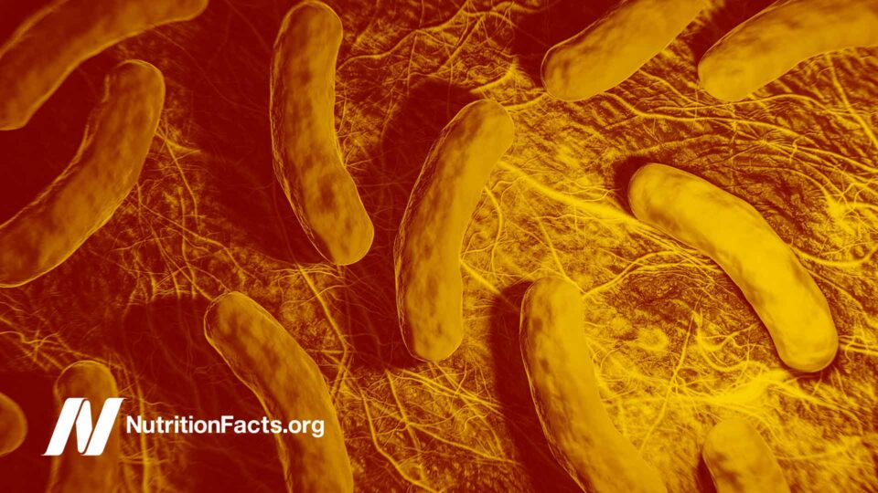 illustration of bacteria