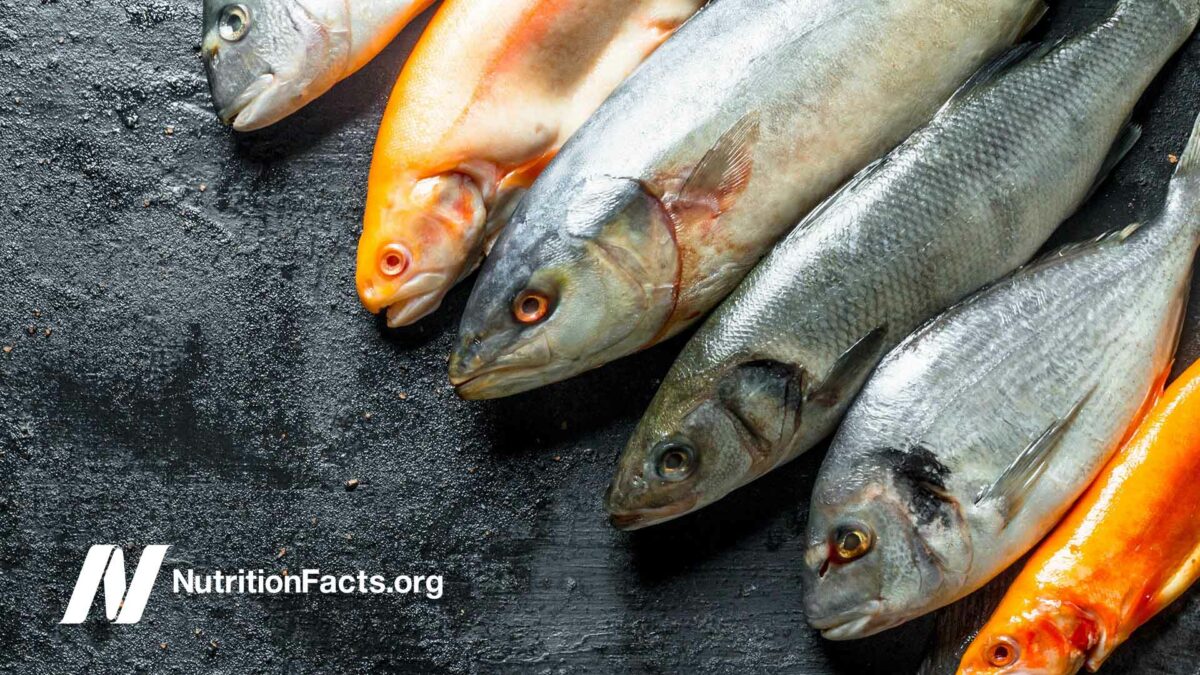 fish