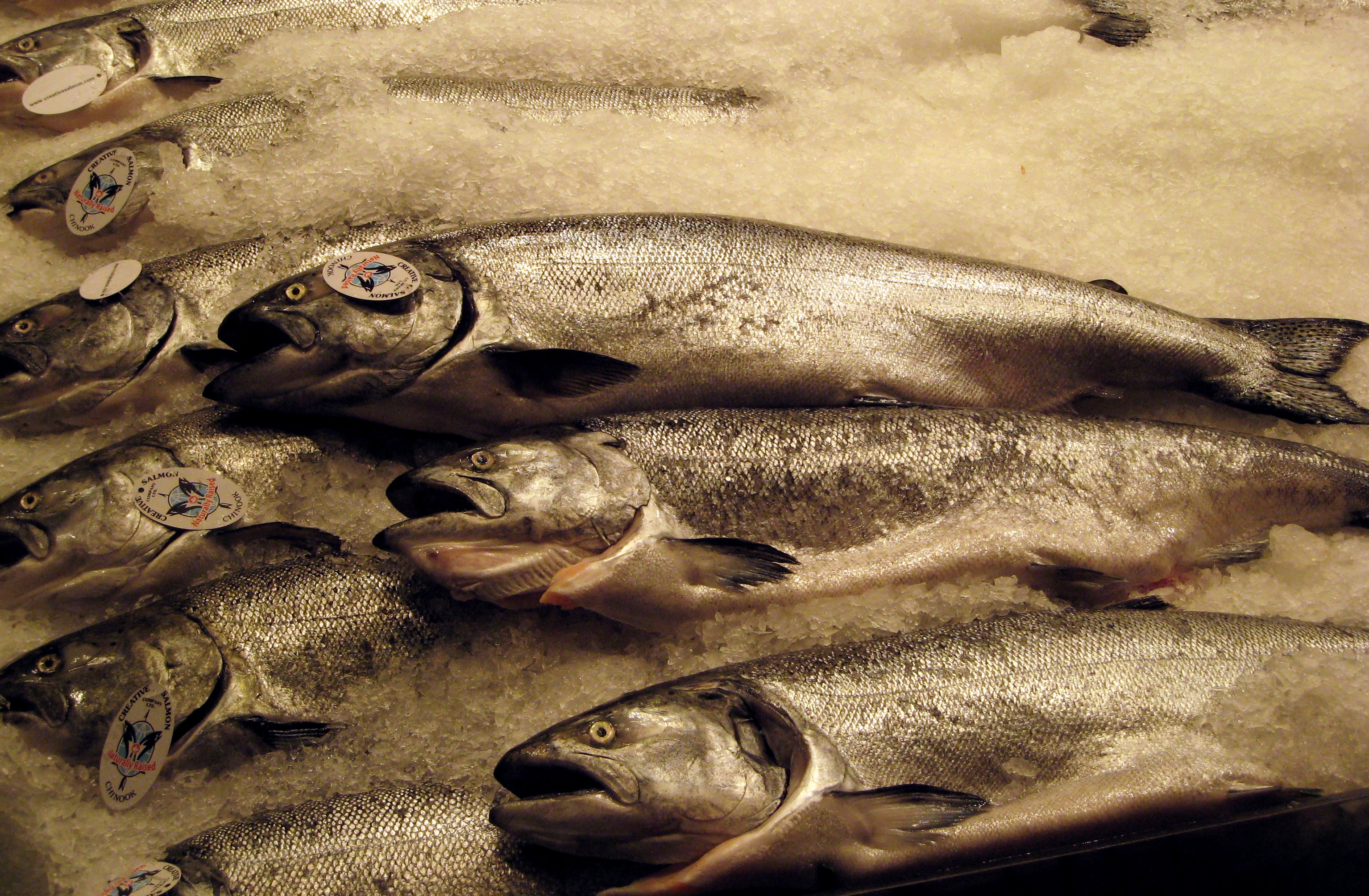 Pollutants in Salmon and Our Own Fat
