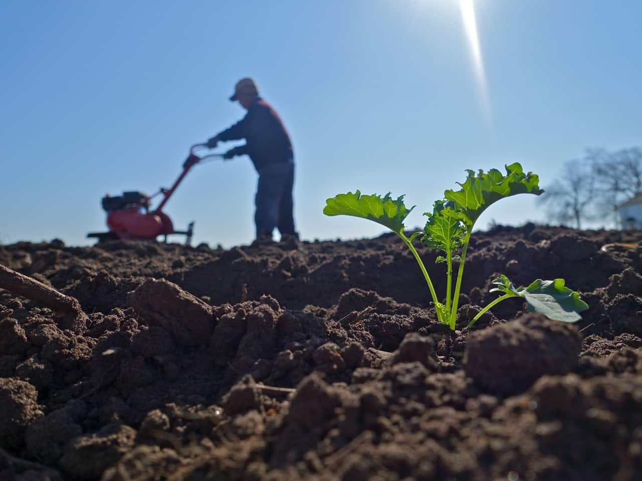 Have you seen the very recent web blitz on heavy metals (particularly thallium) in cruciferous vegetables (particularly kale)?