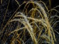 Does Rye Bread Protect Against Cancer?