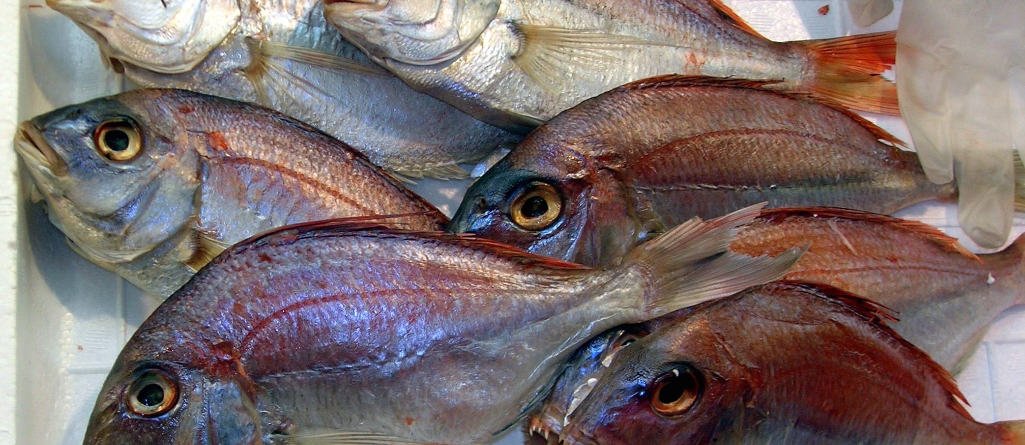 Fish and Diabetes