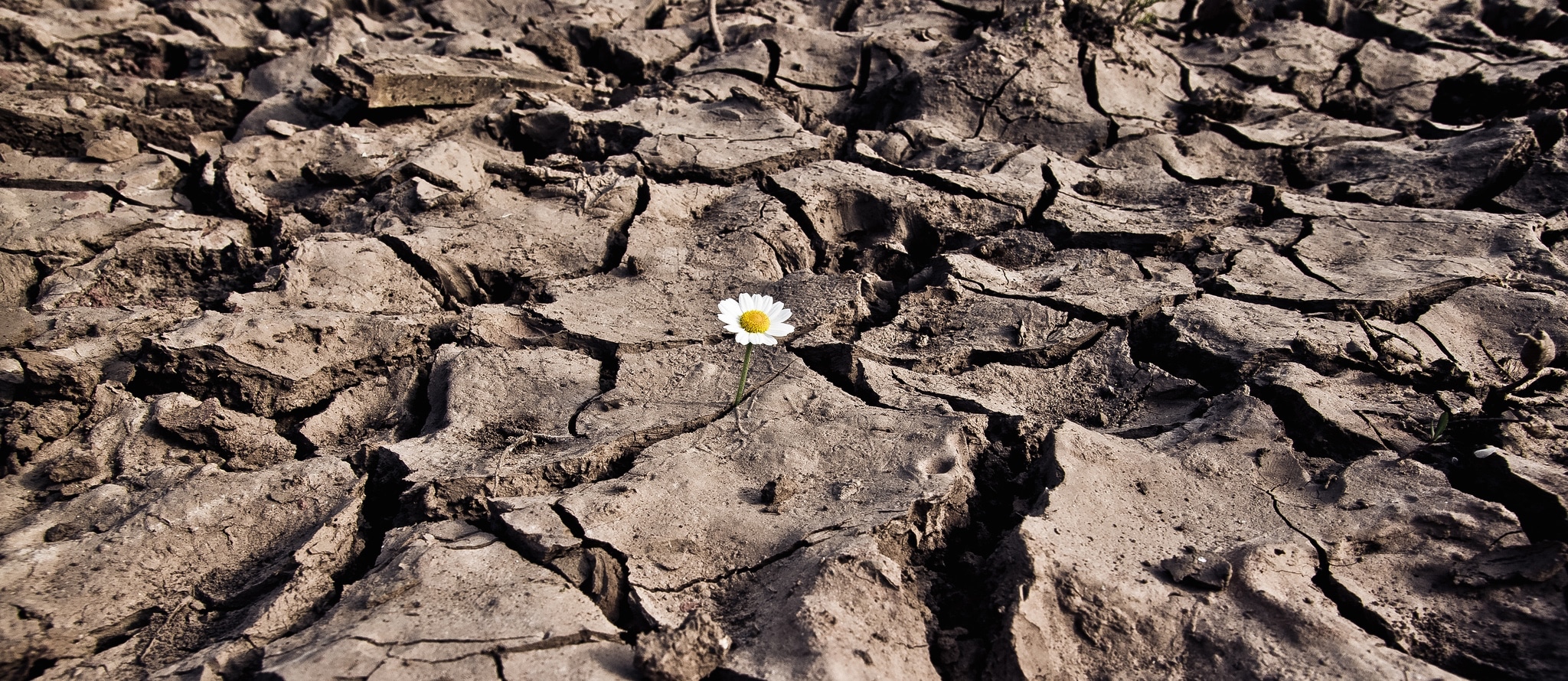 Appropriating Plant Defenses