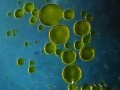 Olive Oil and Artery Function