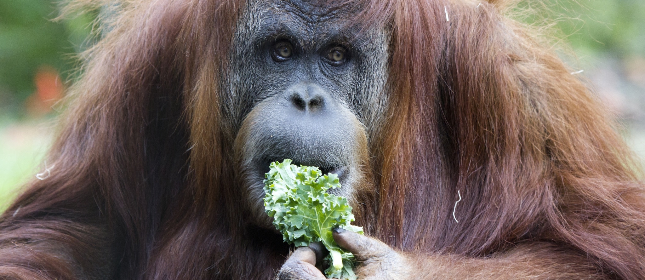 Do Vegetarians get enough Protein?