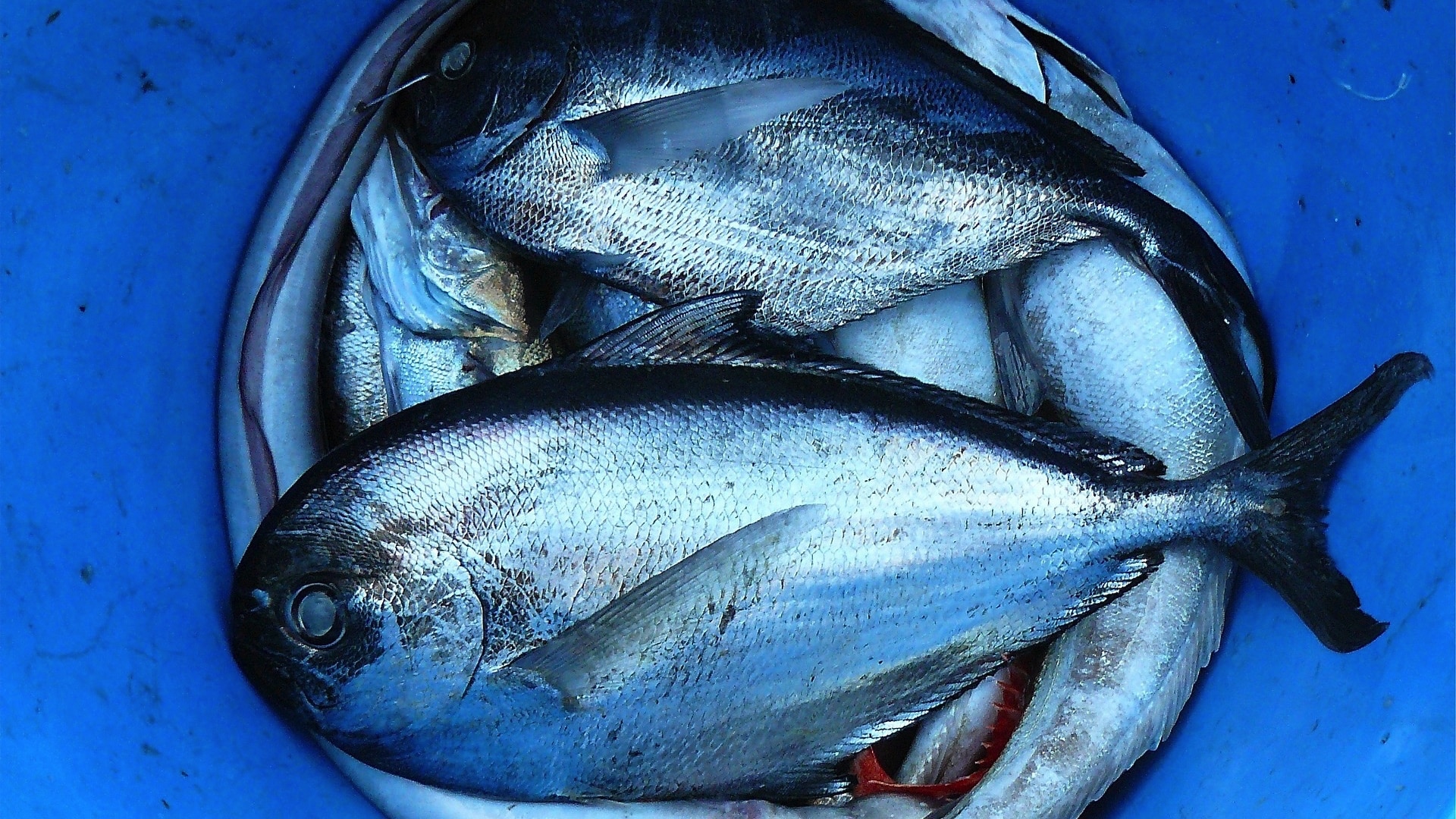 Omega 3, cáncer de próstata y fibrilación atrial