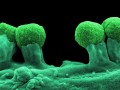 Prebiotics: Tending Our Inner Garden